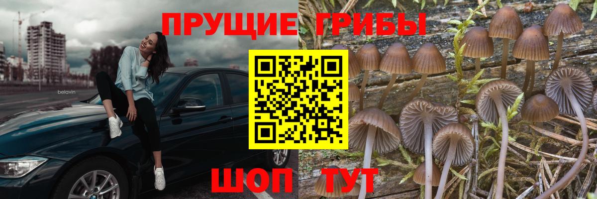 Галлюциногенные грибы Psilocybine cubensis Спасск-Дальний